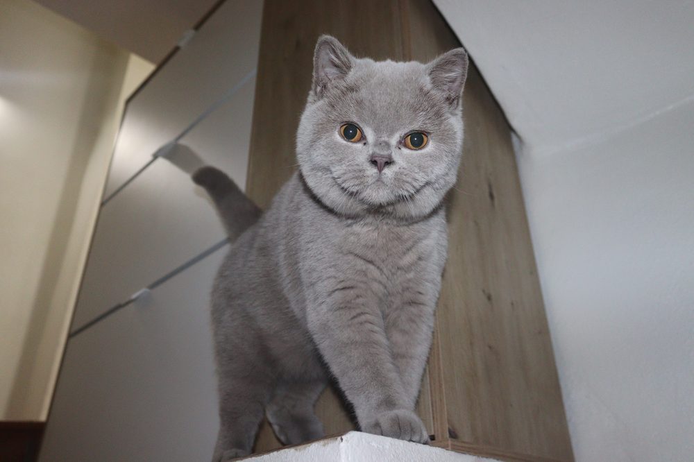 Logan ya adulto, macho British Shorthair lilac