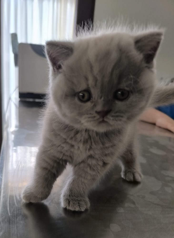 Logan, macho British Shorthair lilac