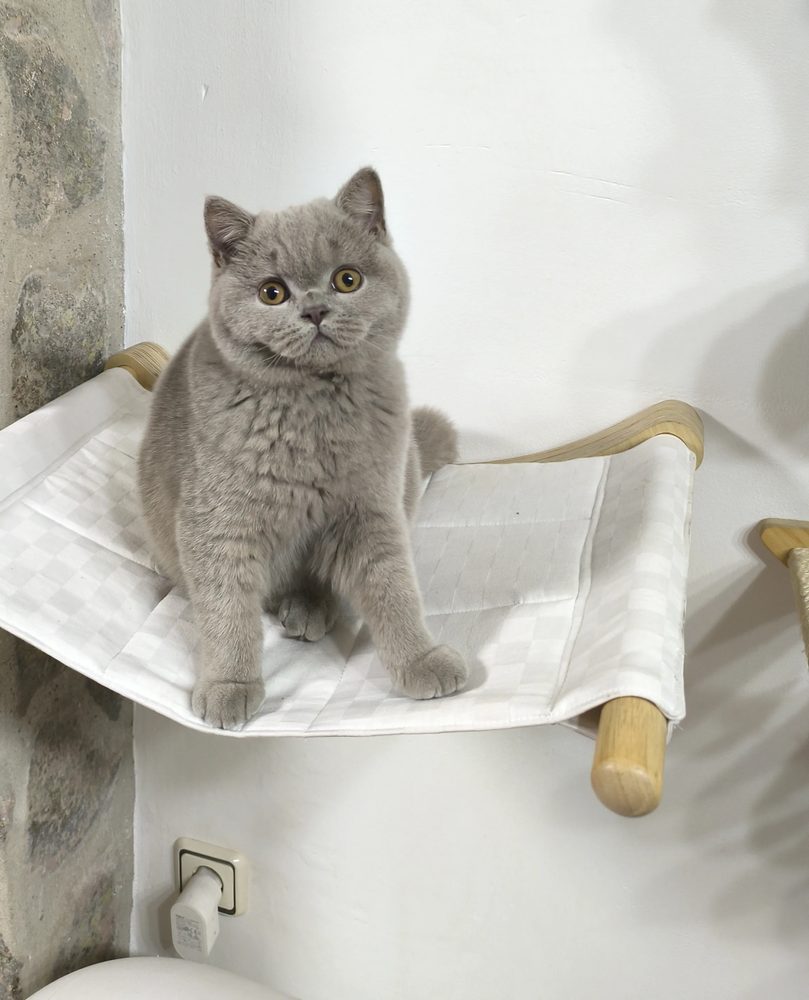 Logan de joven, macho British Shorthair lilac