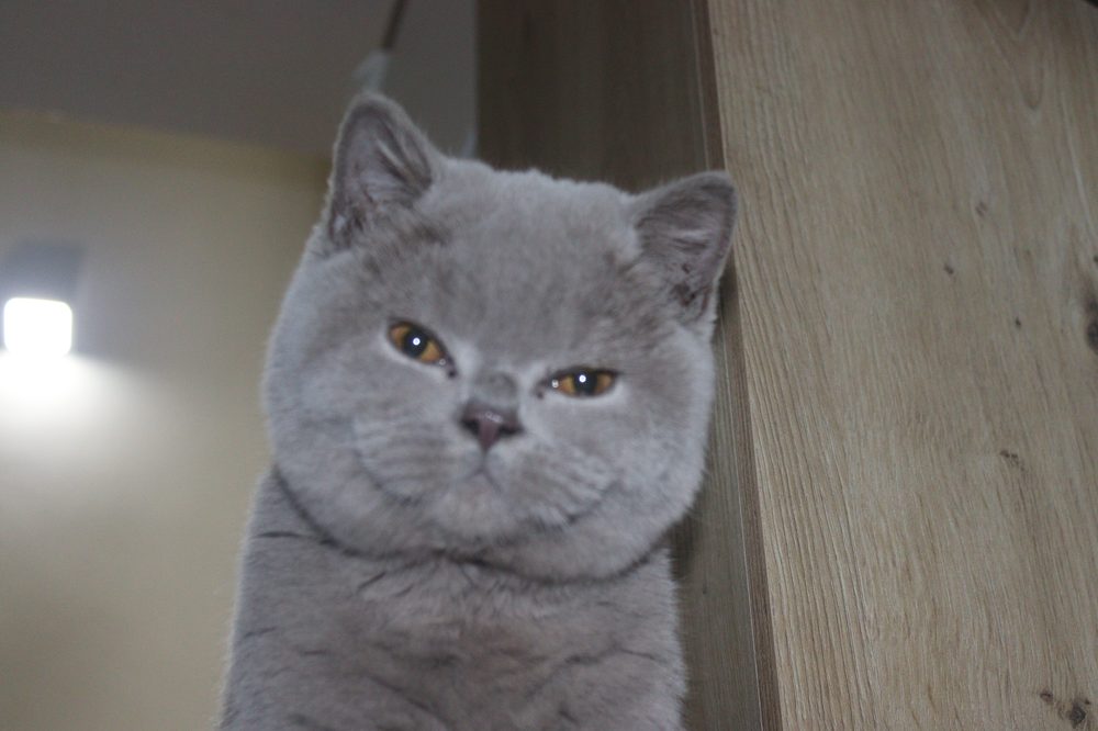 Primer plano de Logan, macho British Shorthair lilac