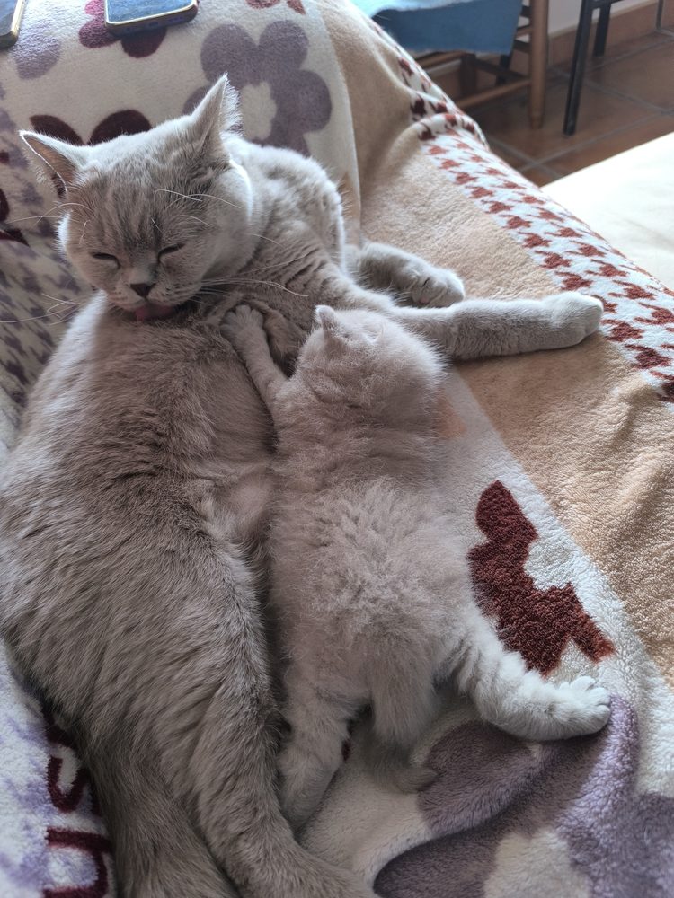Quezly amamantando a su cría Logan