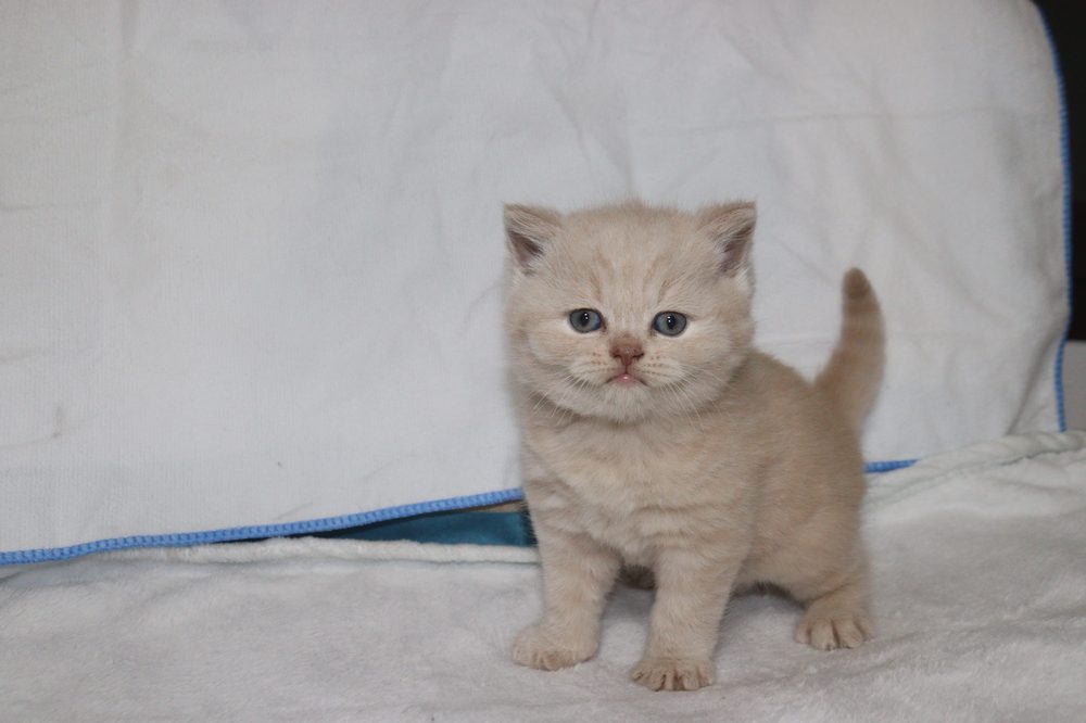 Jamoncitos, macho British Shorthair crema