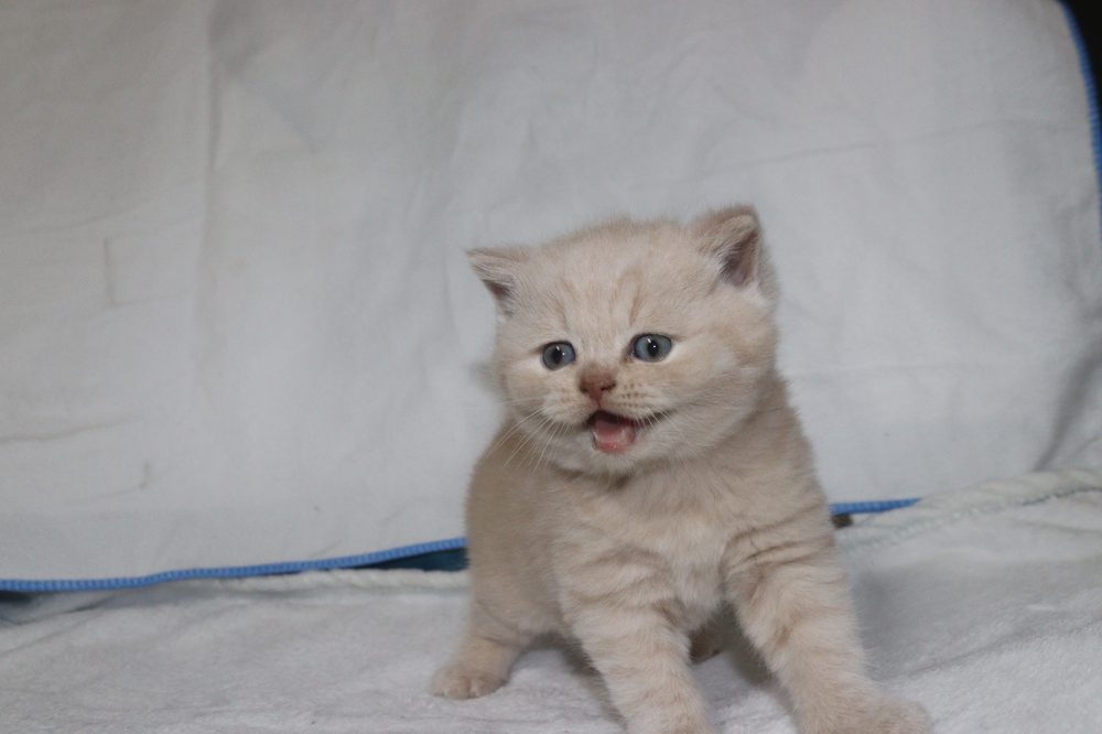 Jamoncitos maullando, macho British Shorthair crema