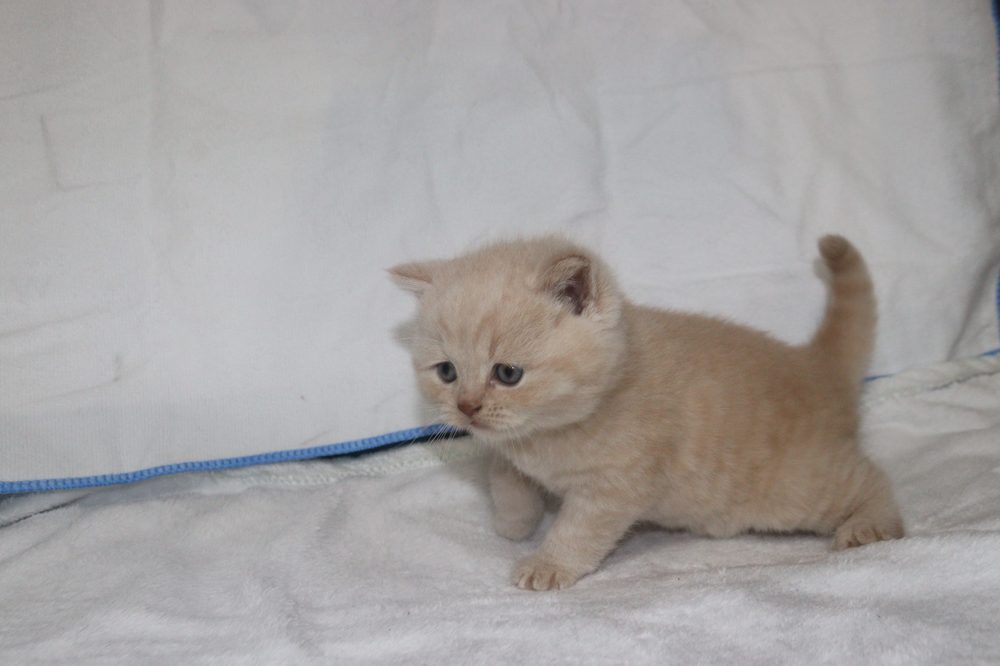 Jamoncitos caminando, macho British Shorthair crema