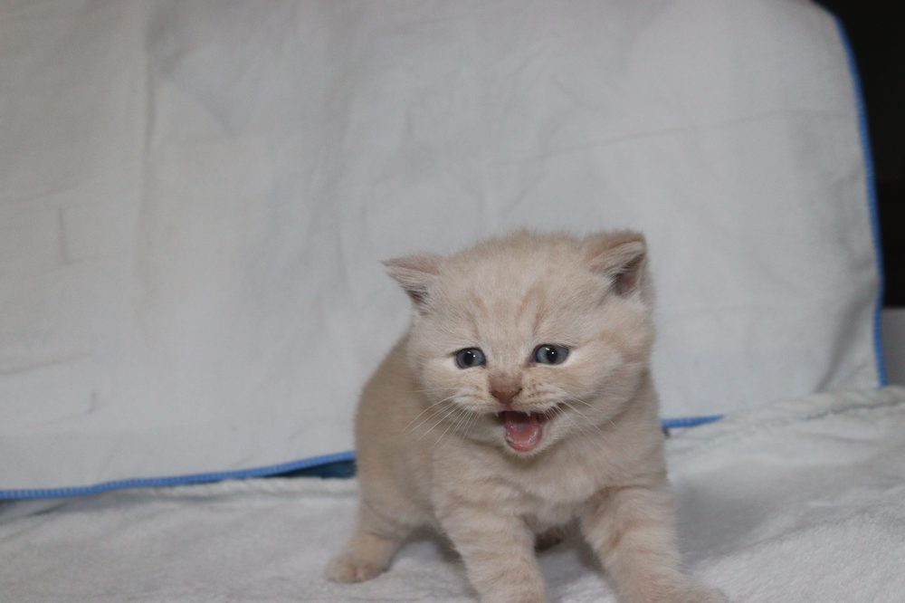 Jamoncitos de gatito, macho British Shorthair crema