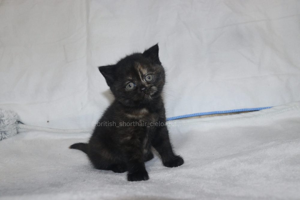Madonna, hembra British Shorthair tortuga negra