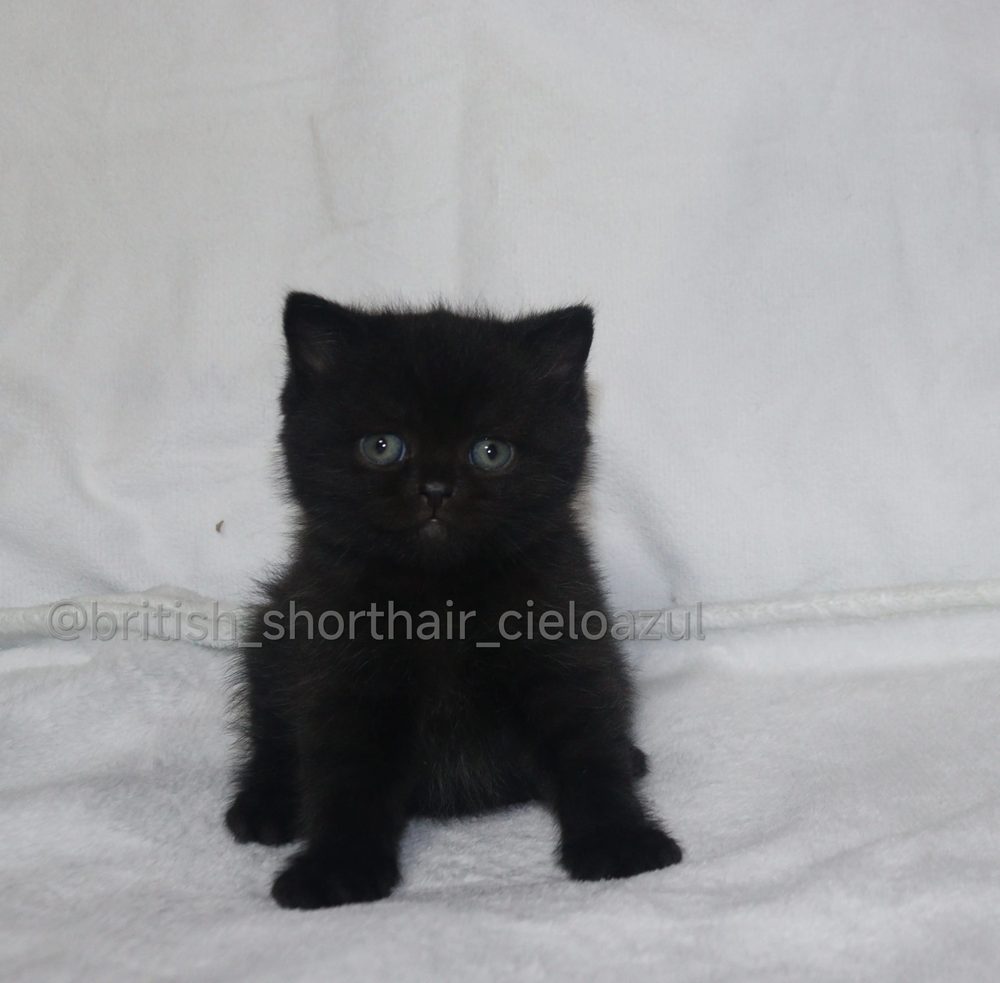 Malak, macho British Shorthair negro