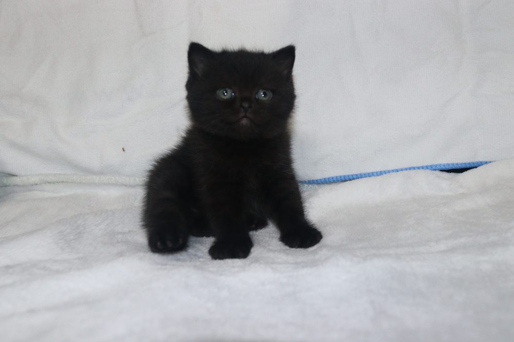 Malak de gatito, macho British Shorthair negro