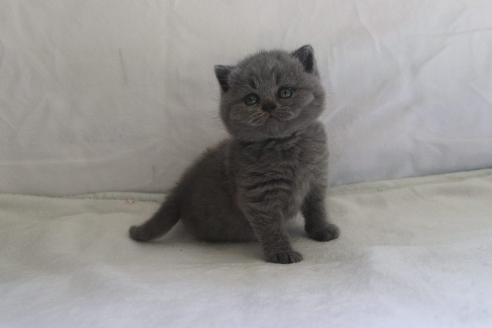 Milo, macho British Shorthair blue