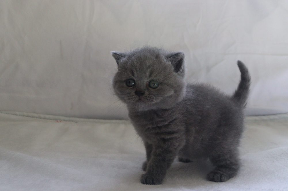 Milo mirando a cámara, macho British Shorthair blue