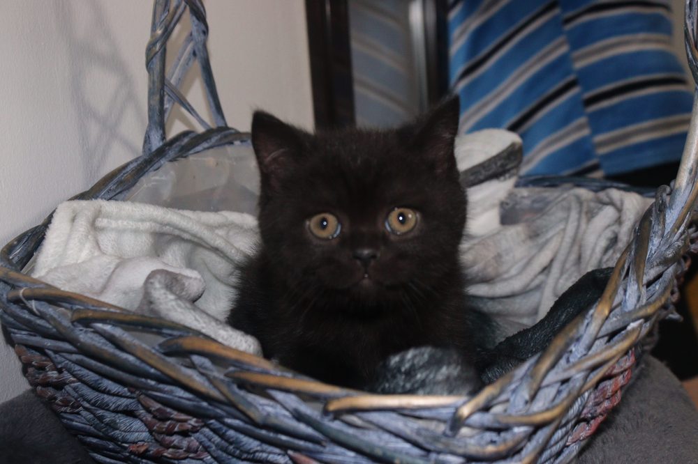 Nebula, hembra British Shorthair negra