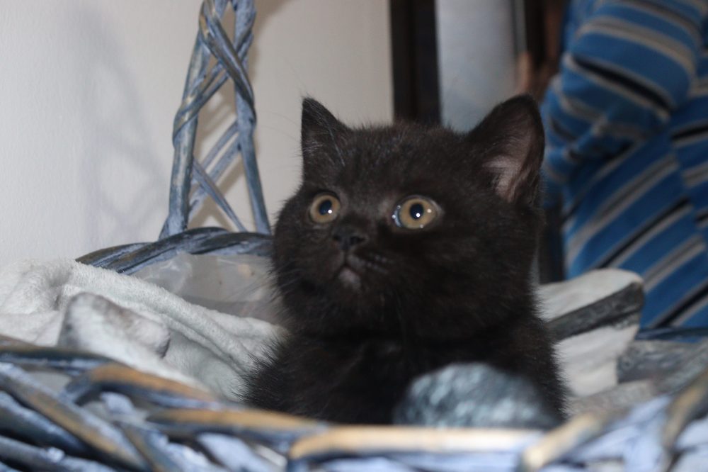 Nebula de cerca, hembra British Shorthair negra