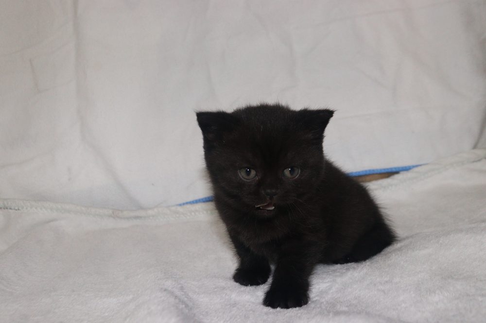 Nebula sentada, hembra British Shorthair negra