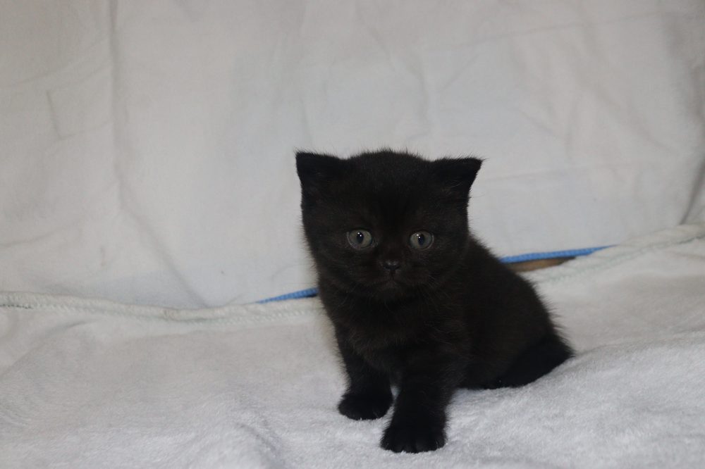 Nebula de gatita, hembra British Shorthair negra