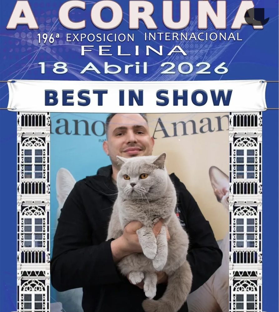 Gato lilac de Cielo Azul Best in Show en la Exposición Internacional Felina de A Coruña