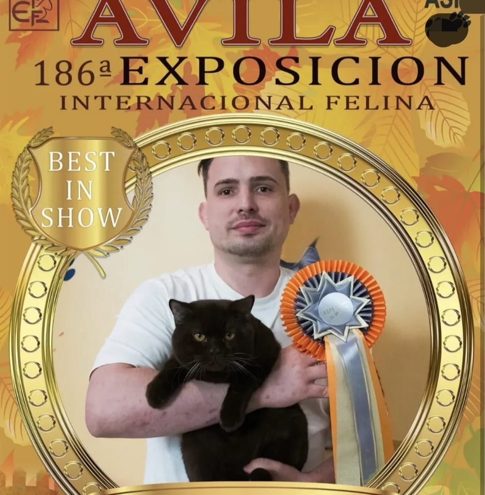 Gato de Cielo Azul Best in Show en la Exposición Internacional Felina de Ávila