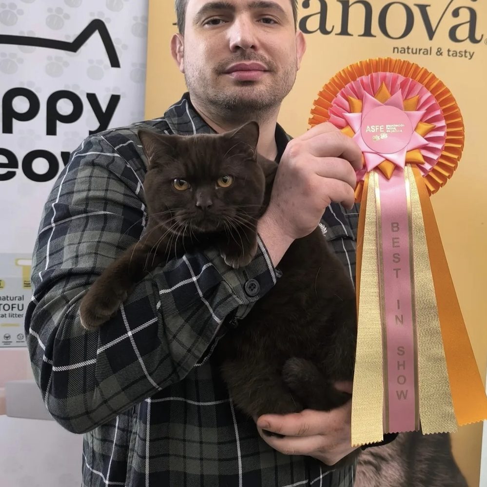 Gato chocolate de Cielo Azul con roseta Best in Show en una exposición felina