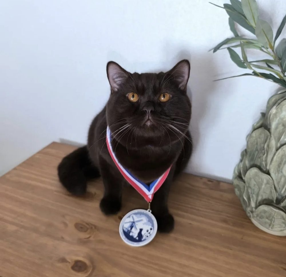 Gato chocolate de Cielo Azul con medalla de exposición felina