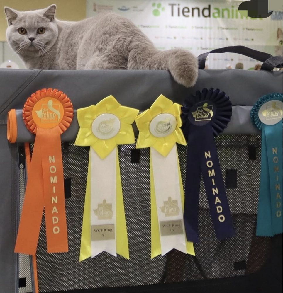 Gato lilac de Cielo Azul con varias rosetas de nominado en exposición felina