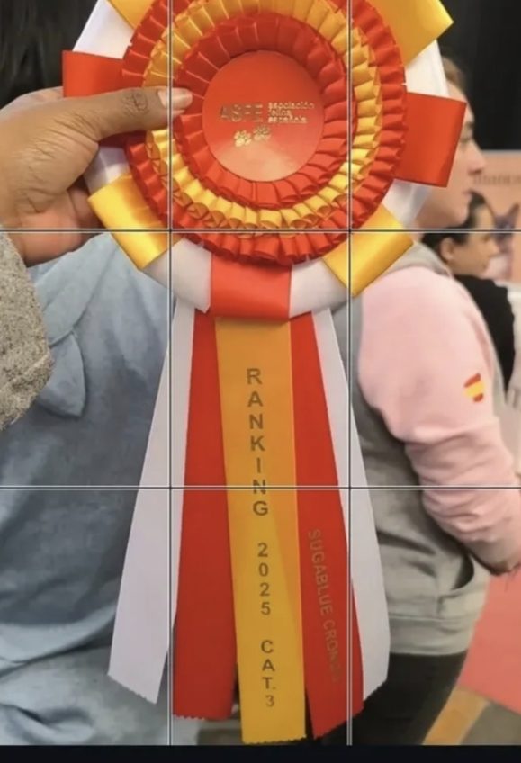 Roseta de ranking obtenida por un gato de Cielo Azul en exposición felina