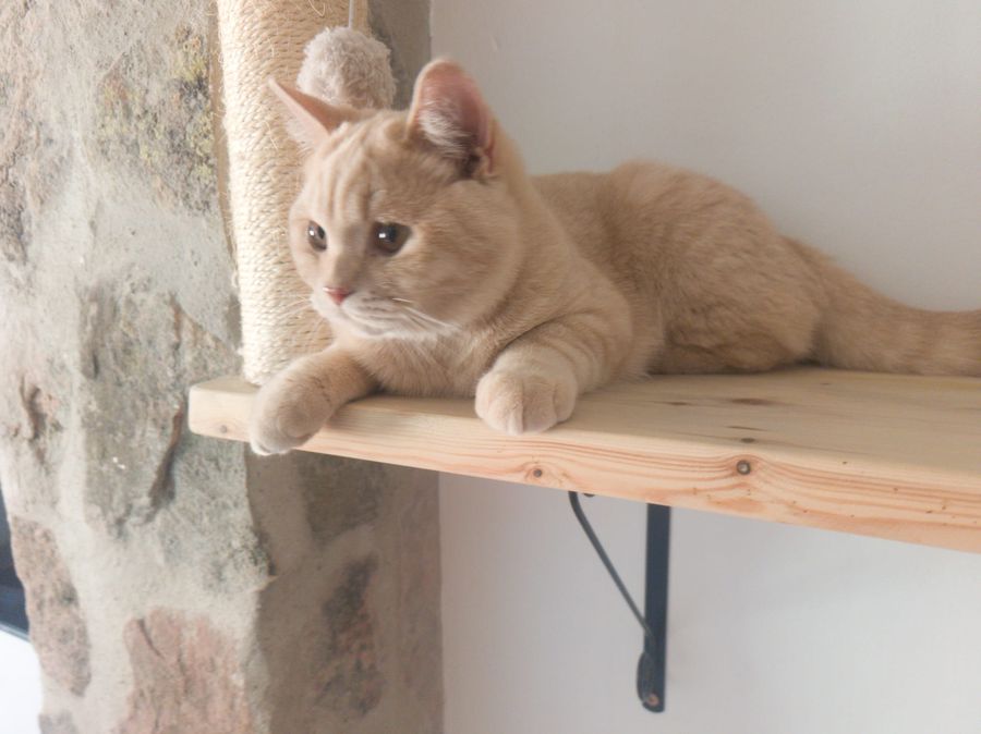 Jamoncitos tumbado, macho British Shorthair crema