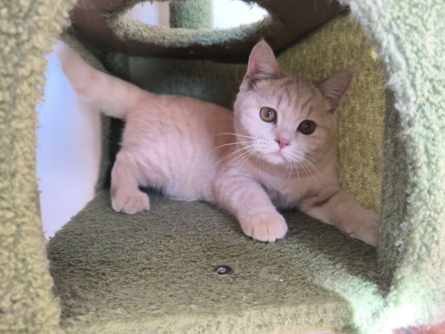 Jamoncitos de gatito, macho British Shorthair crema