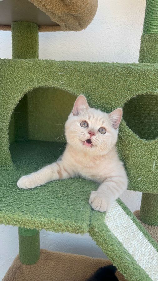 Jamoncitos maullando, macho British Shorthair crema
