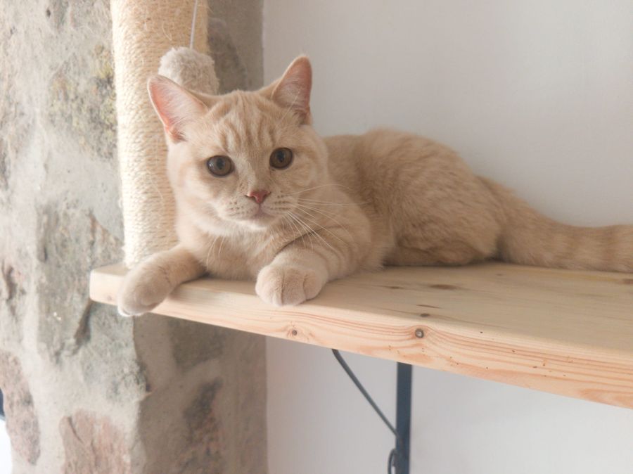 Jamoncitos ya crecido, macho British Shorthair crema