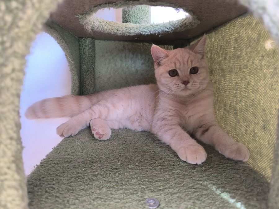 Jamoncitos tumbado en su rascador, macho British Shorthair crema