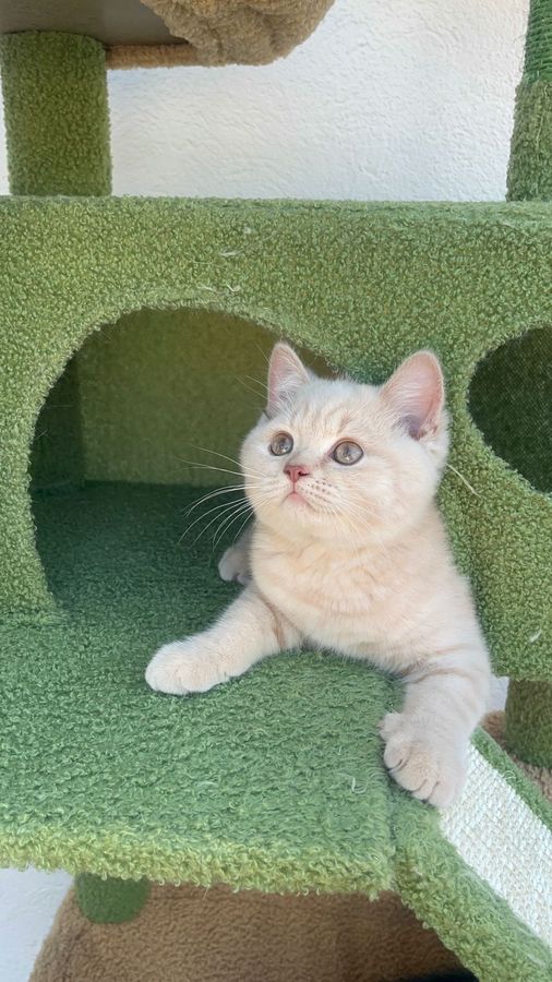 Jamoncitos en su casita, macho British Shorthair crema