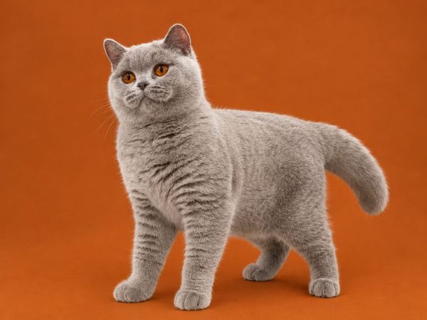 Marie Curie, hembra British Shorthair Blue
