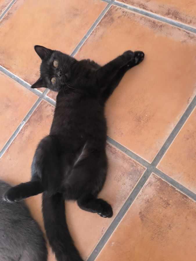 Nebula, hembra British Shorthair negra, disponible