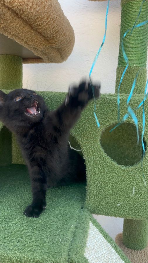 Nebula jugando, hembra British Shorthair negra