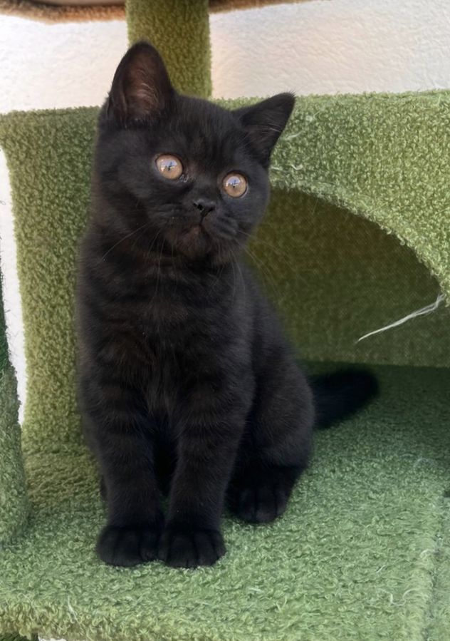 Nebula sentada, hembra British Shorthair negra