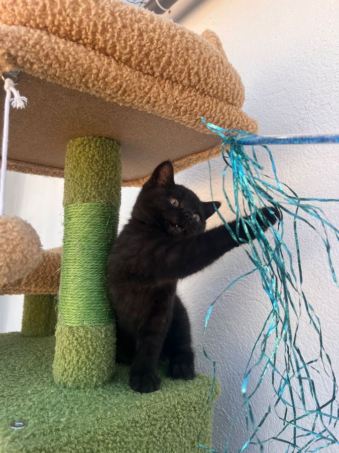 Nebula en su rascador, hembra British Shorthair negra