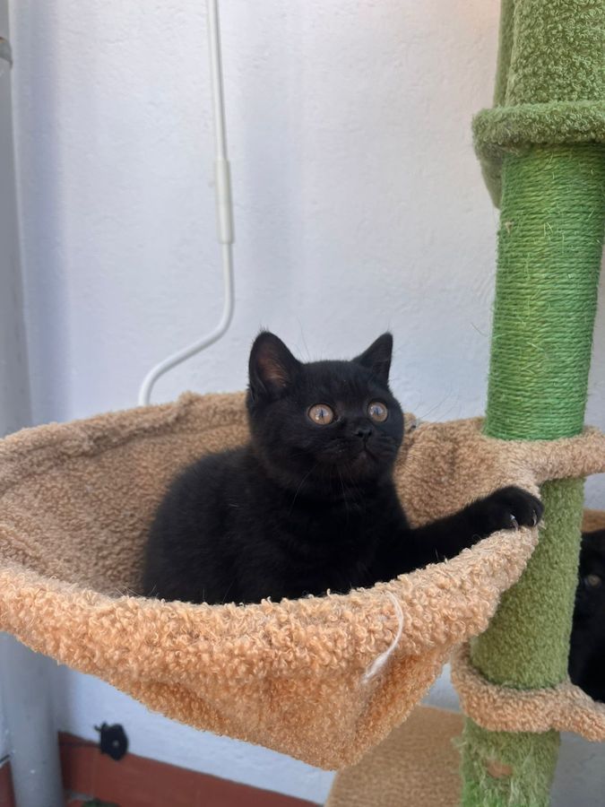 Nebula mirando a cámara, hembra British Shorthair negra