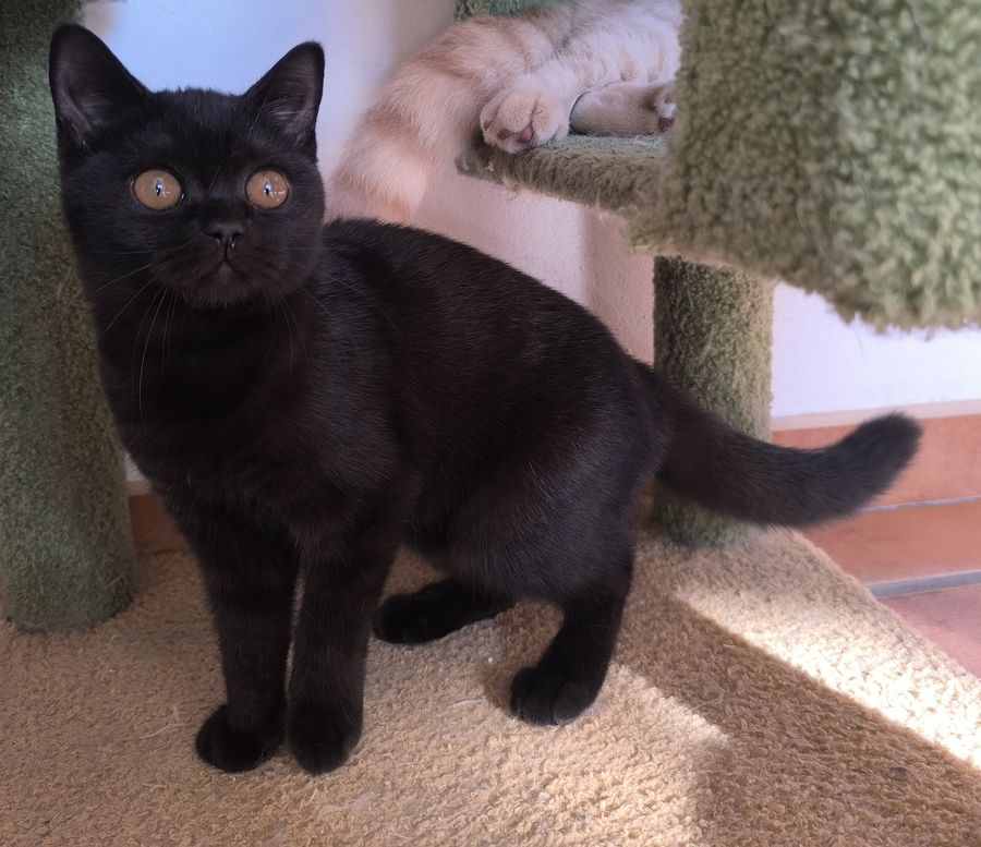 Nebula de pie, hembra British Shorthair negra