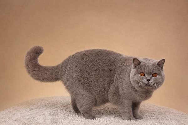 Quezly, madre de la camada